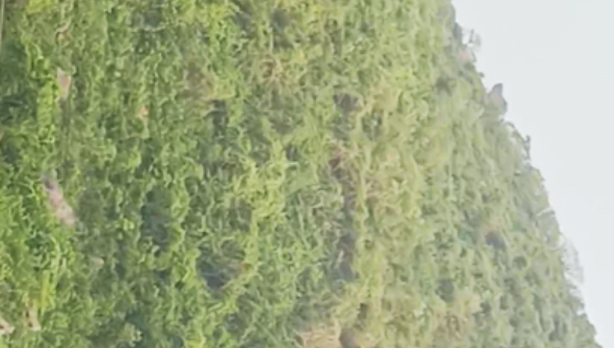 बिरसा मुंडा का प्रारंभिक जीवन बिरसा मुंडा का प्रारंभिक जीवन